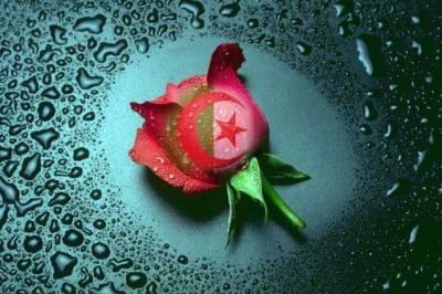 100% kabyle